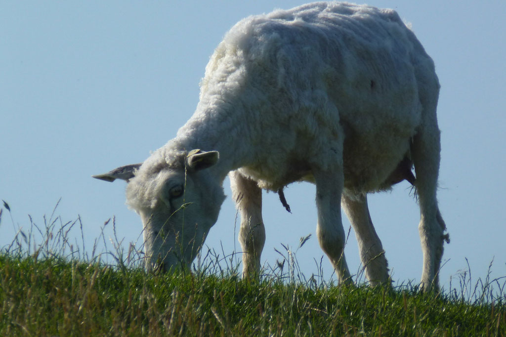 Bild: Schaf am grasen