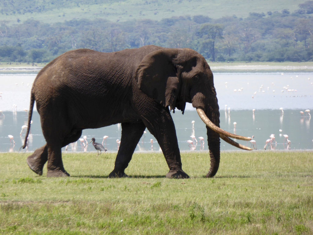 Bild: Elefant