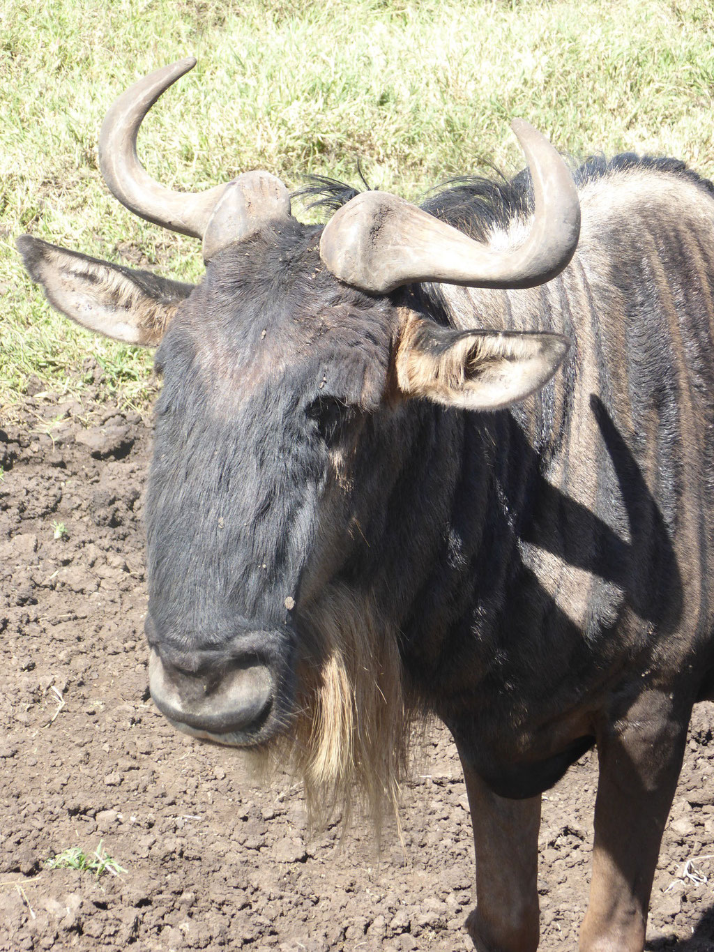 Bild: Gnu