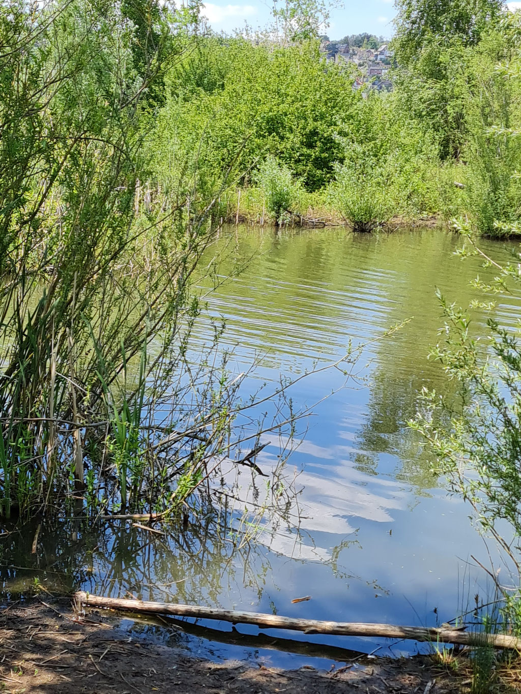 Balade à la Gravière (Amay)