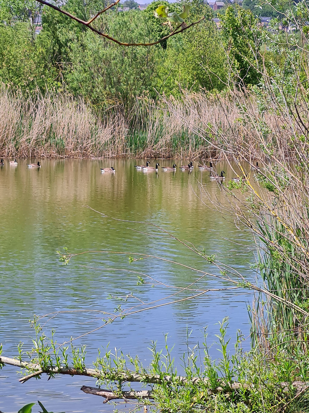 Balade à la Gravière (Amay)