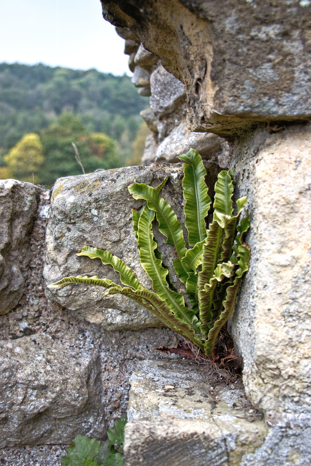 Autumn and Ruins photo post - fern on a ruin - Zebraspider Eco Anti-Fashion