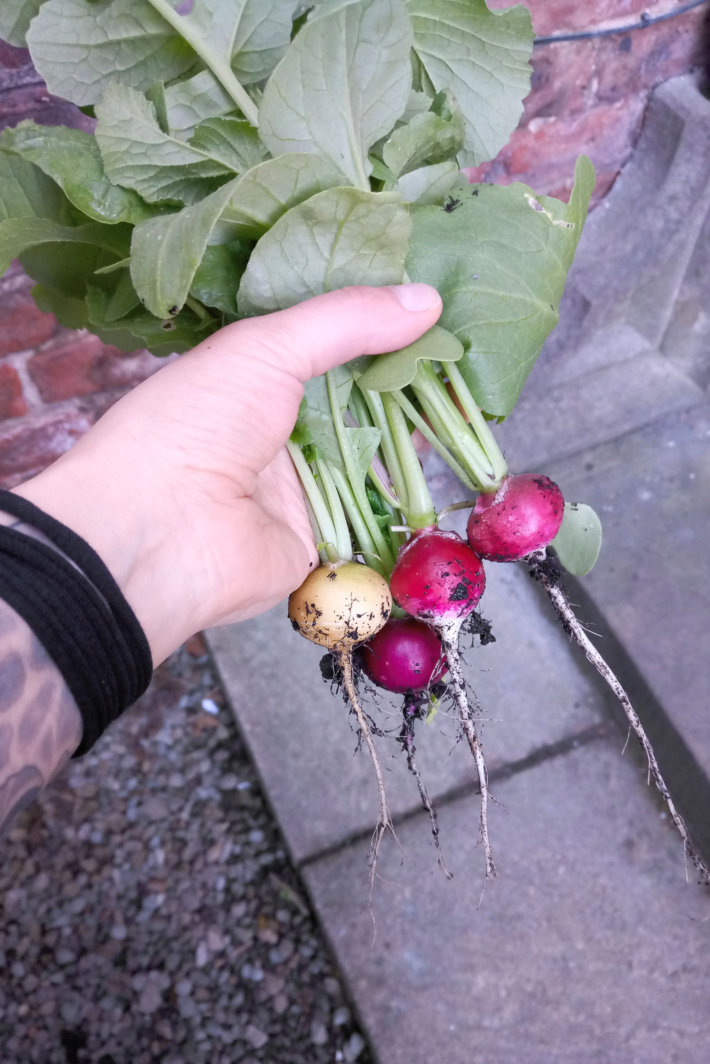 What and how I've been doing - harvesting radishes - Zebraspider DIY Anti-Fashion Blog