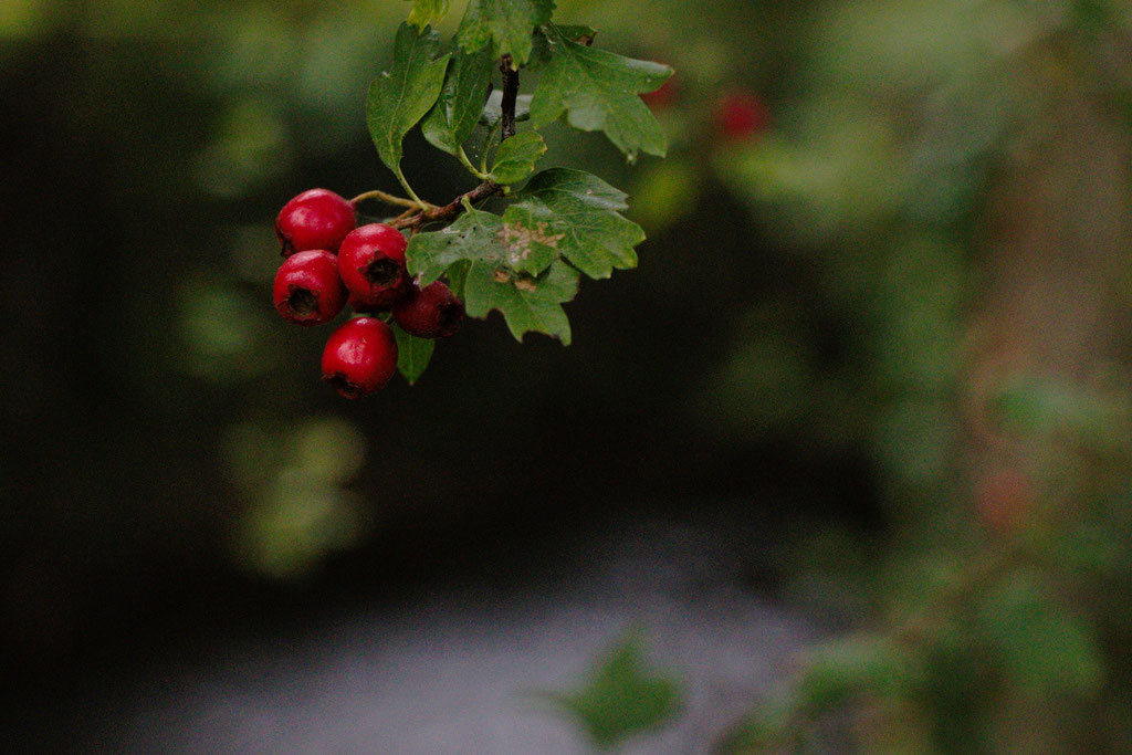 Autumn and Ruins photo post - red berries- Zebraspider Eco Anti-Fashion