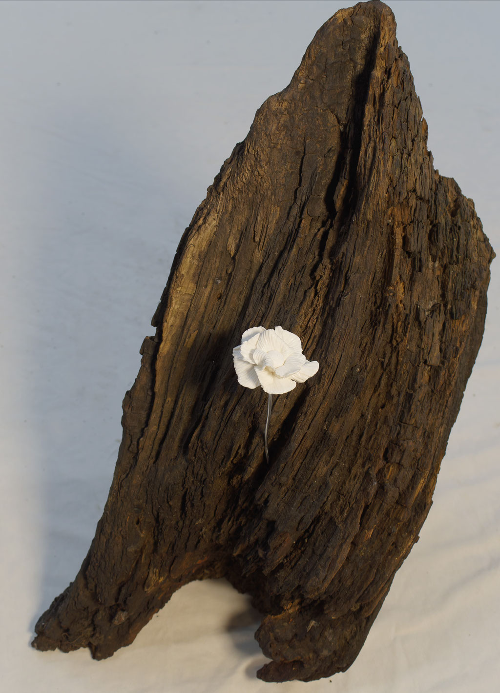 Marie_rose_alonso_Hortus Sevillanus_Flor Solitaria _2026_27×45cm_250€.jpg