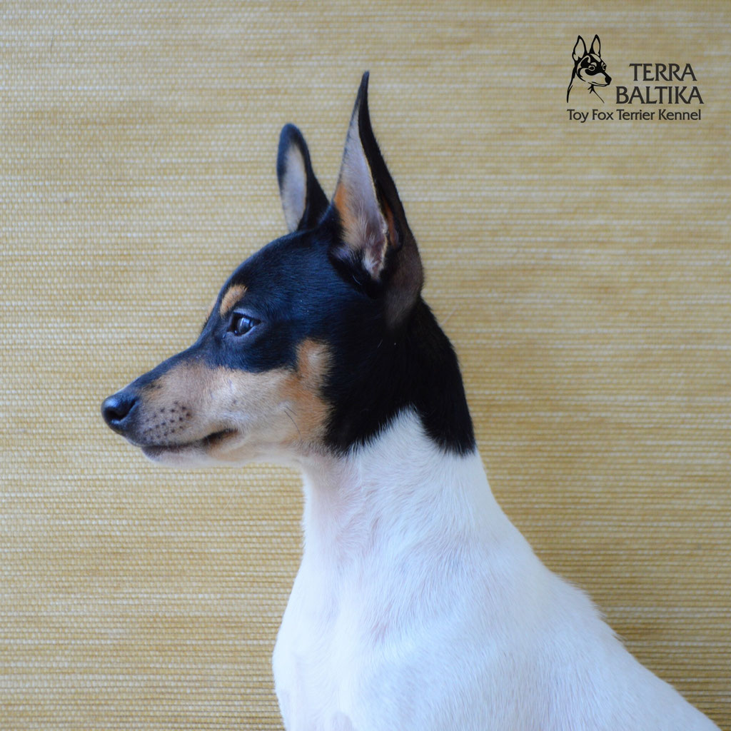 #тойфокстерьер #амертой #террабалтика #toyfoxterrier #terrabaltika #puppies #kennel