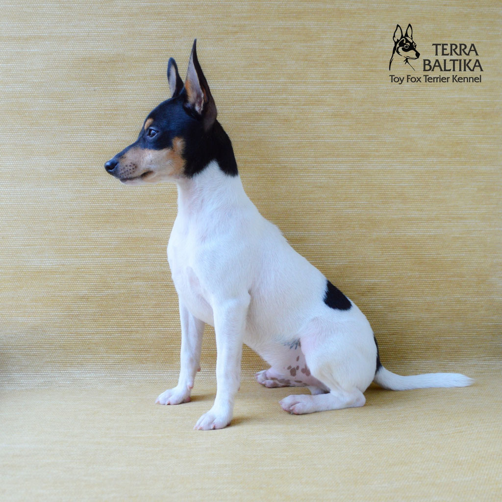 #тойфокстерьер #амертой #террабалтика #toyfoxterrier #terrabaltika #puppies #kennel