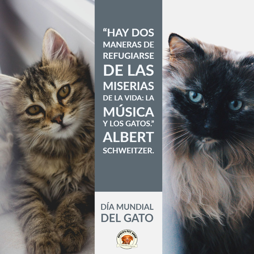 Dia Internacional Del Gato Apolo S Pet Shop