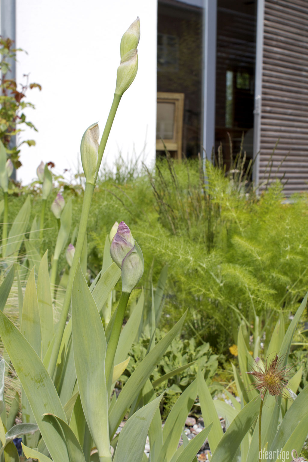 dieartigeBLOG - GARTEN // Schwertlilien, Fenchel, Gräser