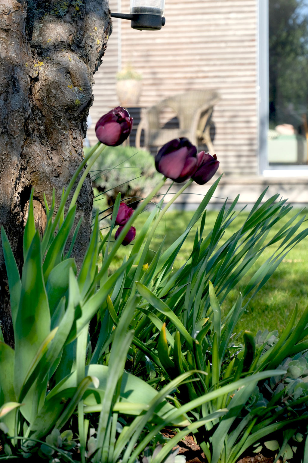 dieartige - GARTEN// "schwarze" Tulpen