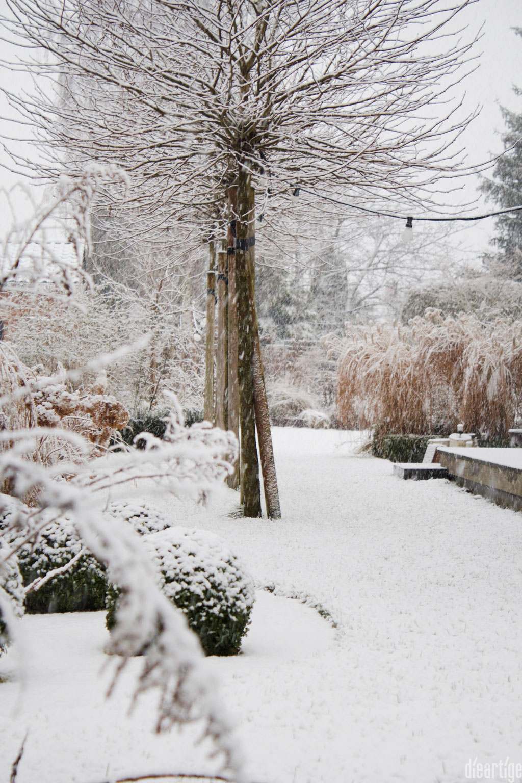 dieartigeBLOG - Schnee im Wintergarten, Platanen + Chinaschilf