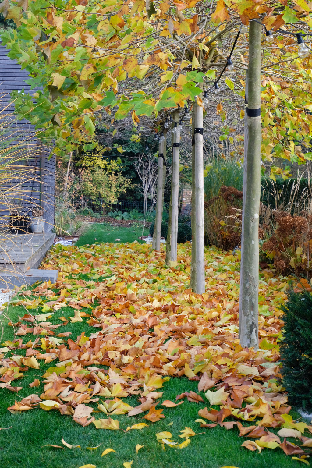 dieartigeGARTEN - Novembergarten | Platanen-Laub, Herbstlaub, goldener Herbst, Blattgold