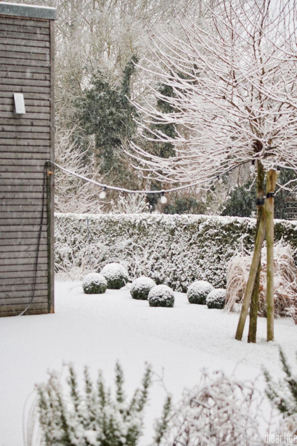 dieartigeBLOG - Schnee im Wintergarten, Platanen + Buchs