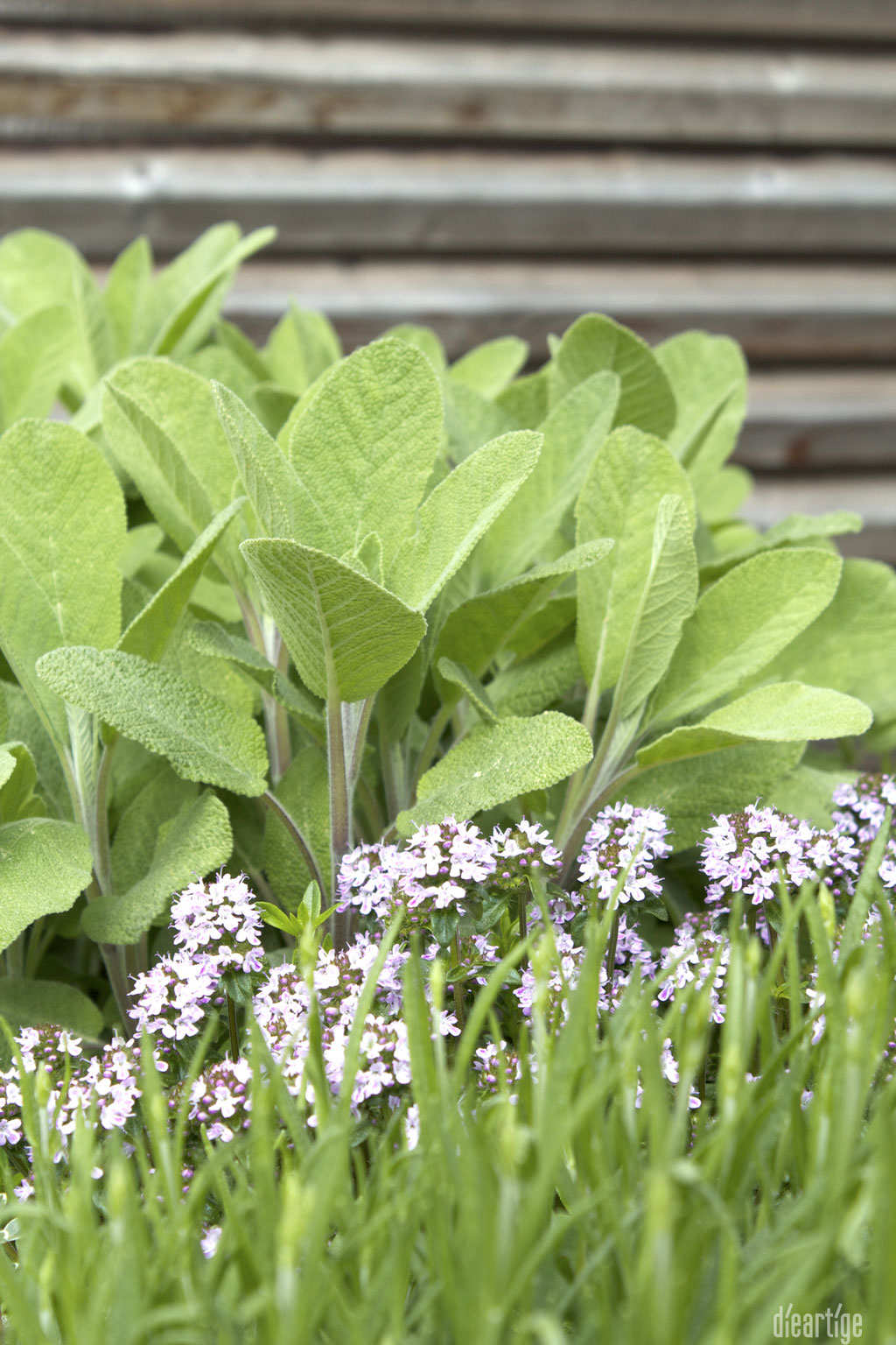 dieartigeBLOG - GARTEN // Kräuter am Haus - Salbei, Thymian, Lavendel