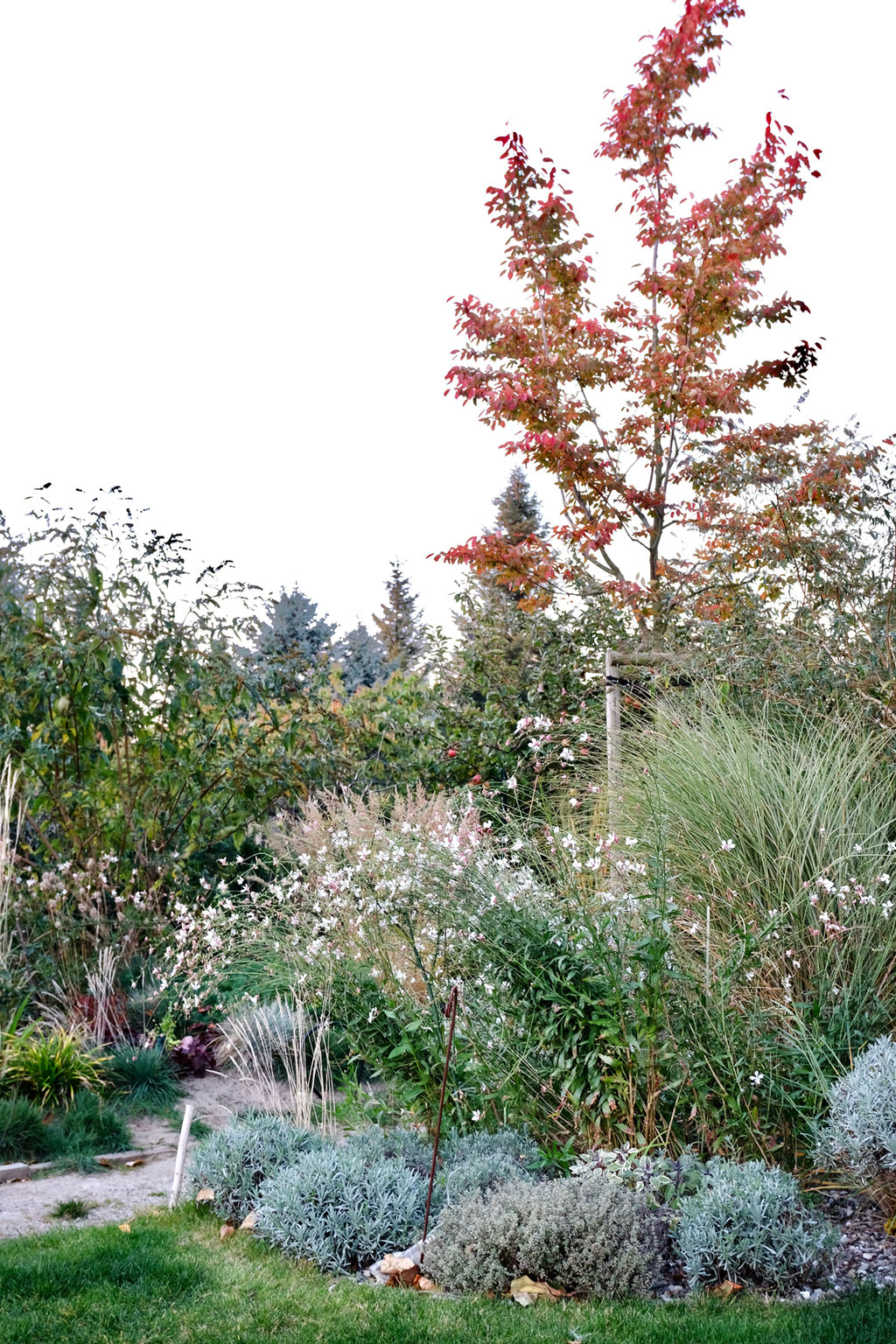 dieartigeGARTEN - Oktobergarten | Felsenbirne, Sommerflieder, Prachtkerze, Gräser, Lavendel, Thymian