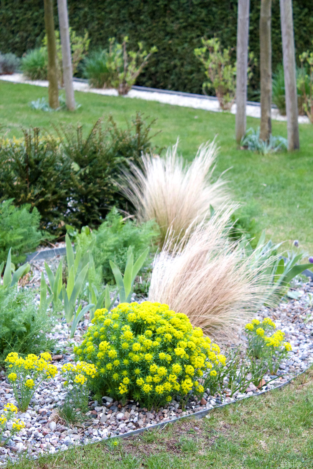 dieartigeGARTEN - Kiesgarten mit Federgras + Zypressenwolfsmilch