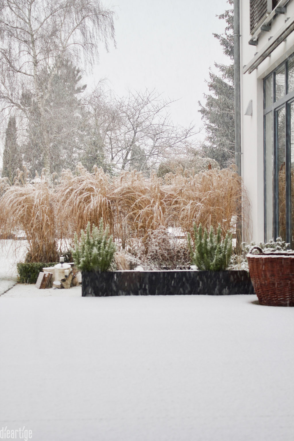 dieartigeBLOG - Schnee im Wintergarten, Chinaschilf