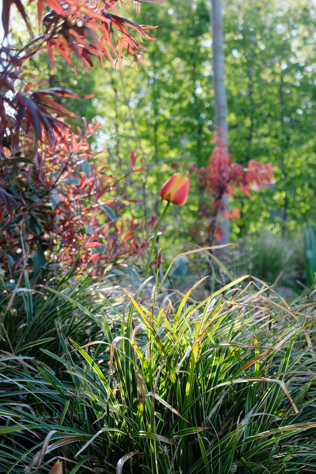 dieartige - GARTEN// Japansegge + Rot-gelbe Tulpen