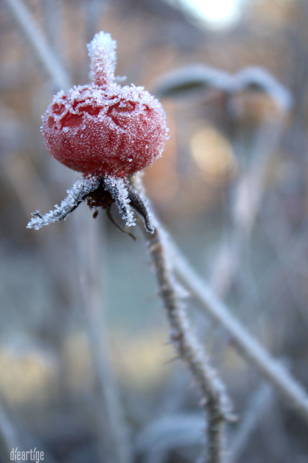 dieartigeBLOG - Wintergarten, Rauhreif + Eiskristalle, Hagebutte