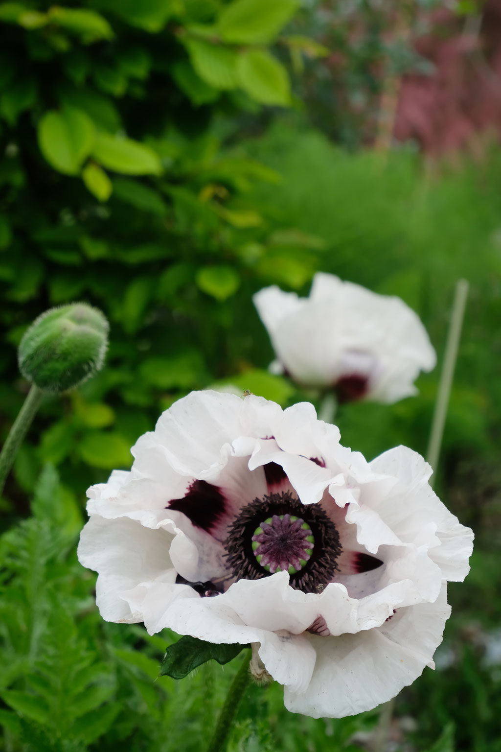 dieartigeGARTEN - Türkischer weißer Mohn mit tiefvioletter Mitte