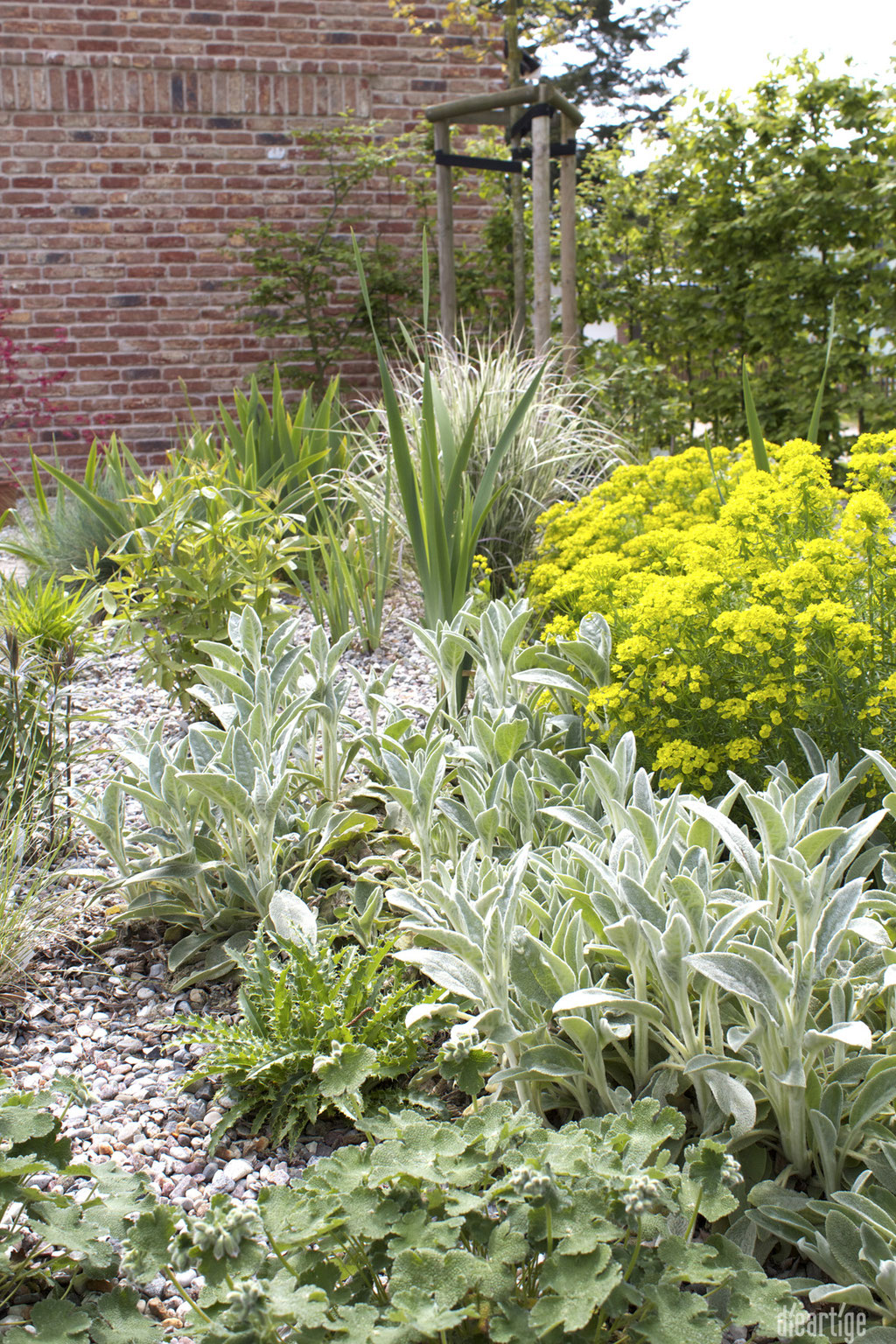 dieartigeBLOG - GARTEN // Zypressenwolfsmilch, Wollziest, Elfendistel, Steppeniris, Kaukasischer Storchenschnabel, Ehrenpreis