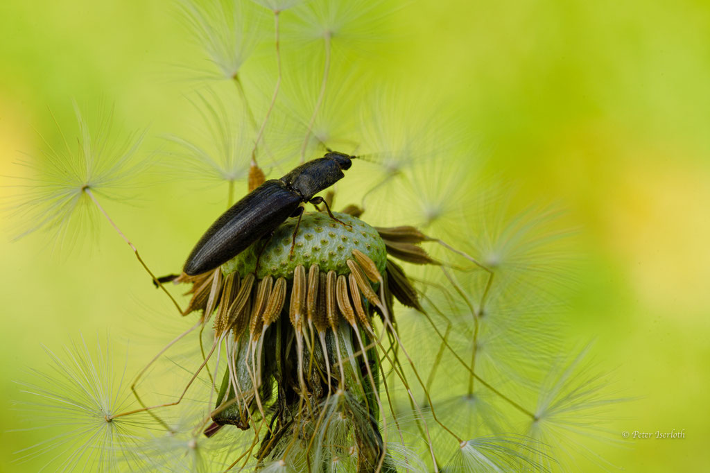 Ein Käfer (Kibunea minutos) untersucht eine Pusteblume, Deutschland