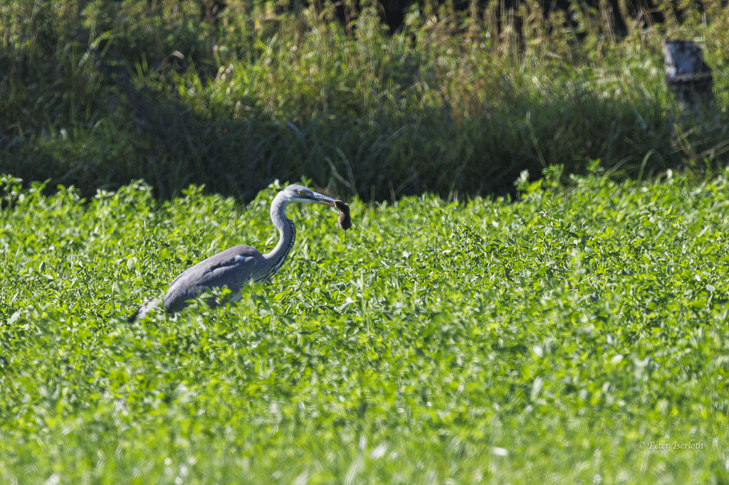 Graureiher (Ardea cinerea) nach erfolgreicher Jagd.