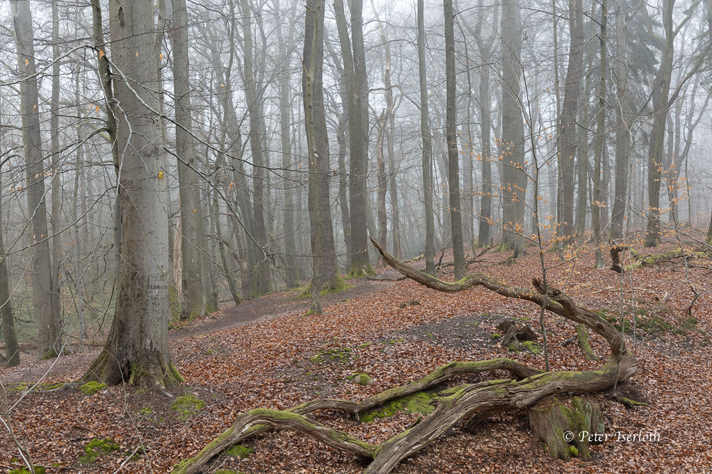 Herbstwald Billetal, Stormarn, Deutschland