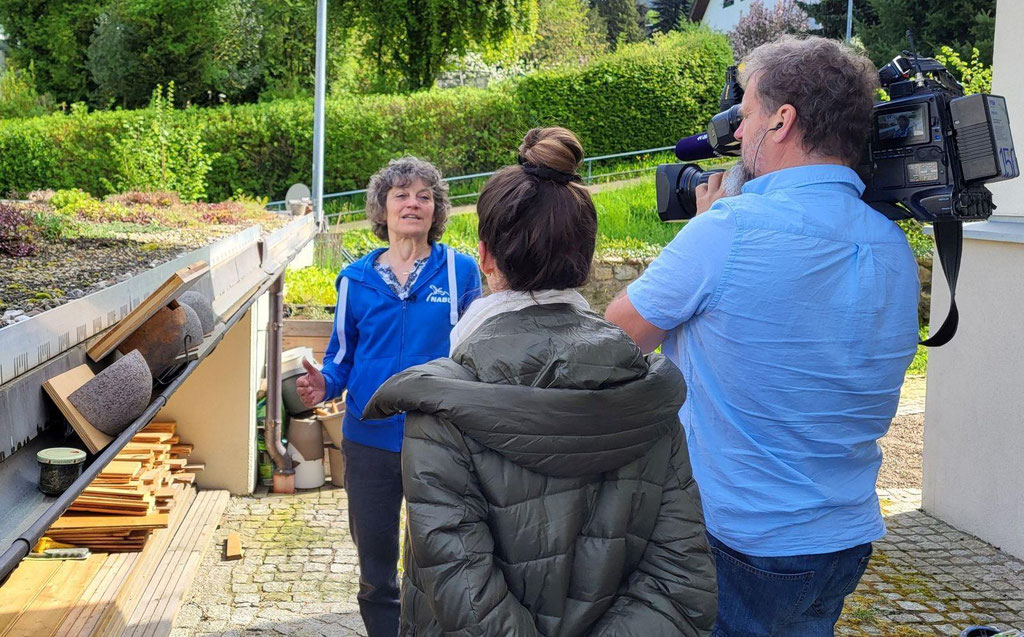 Foto: Franz Aiple, Beate Hippchen erklärt, was es mit den Schwalben auf sich hat