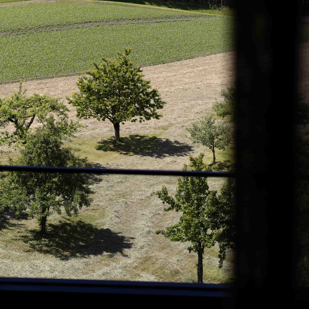Blick aus dem Boutiquehotel PETRUS in Reischach-Bruneck • Südtirol auf grüne Wiesen, einzelne Bäume und die ruhige Naturlandschaft der Umgebung.