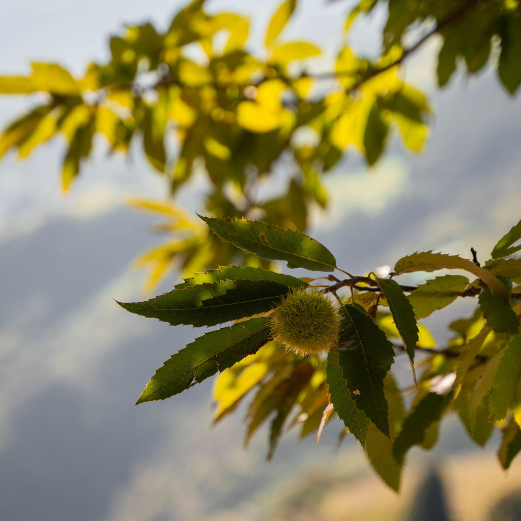 Wanderung am Keschtnweg, Eisacktaler Kastanienweg, Brixen - Südtirol  ©Lena Sulzenbacher