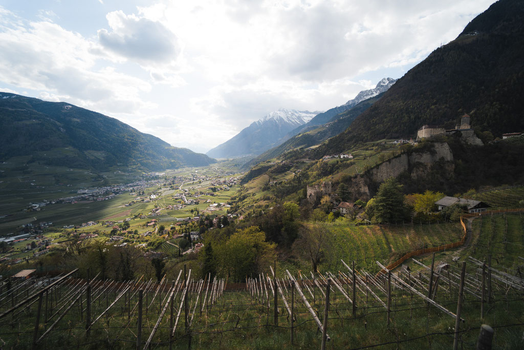 Panoramic view of the Vinschgau Valley and South Tyrol's vineyards