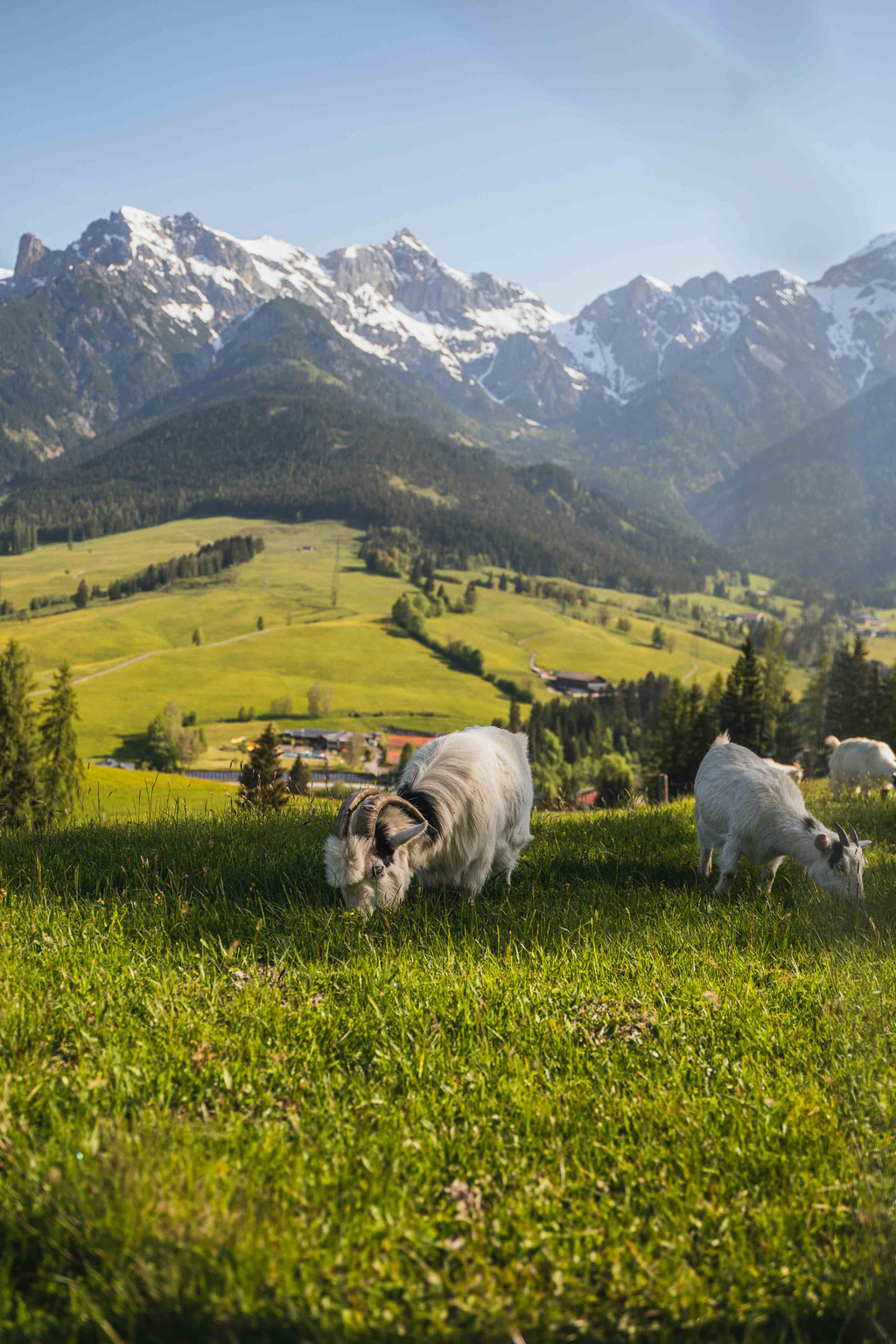 Weidende Ziegen vor dem Hochkönig bei Maria Alm – Berglandschaft auf der Familienwanderung zum Prinzensee im Salzburger Land.