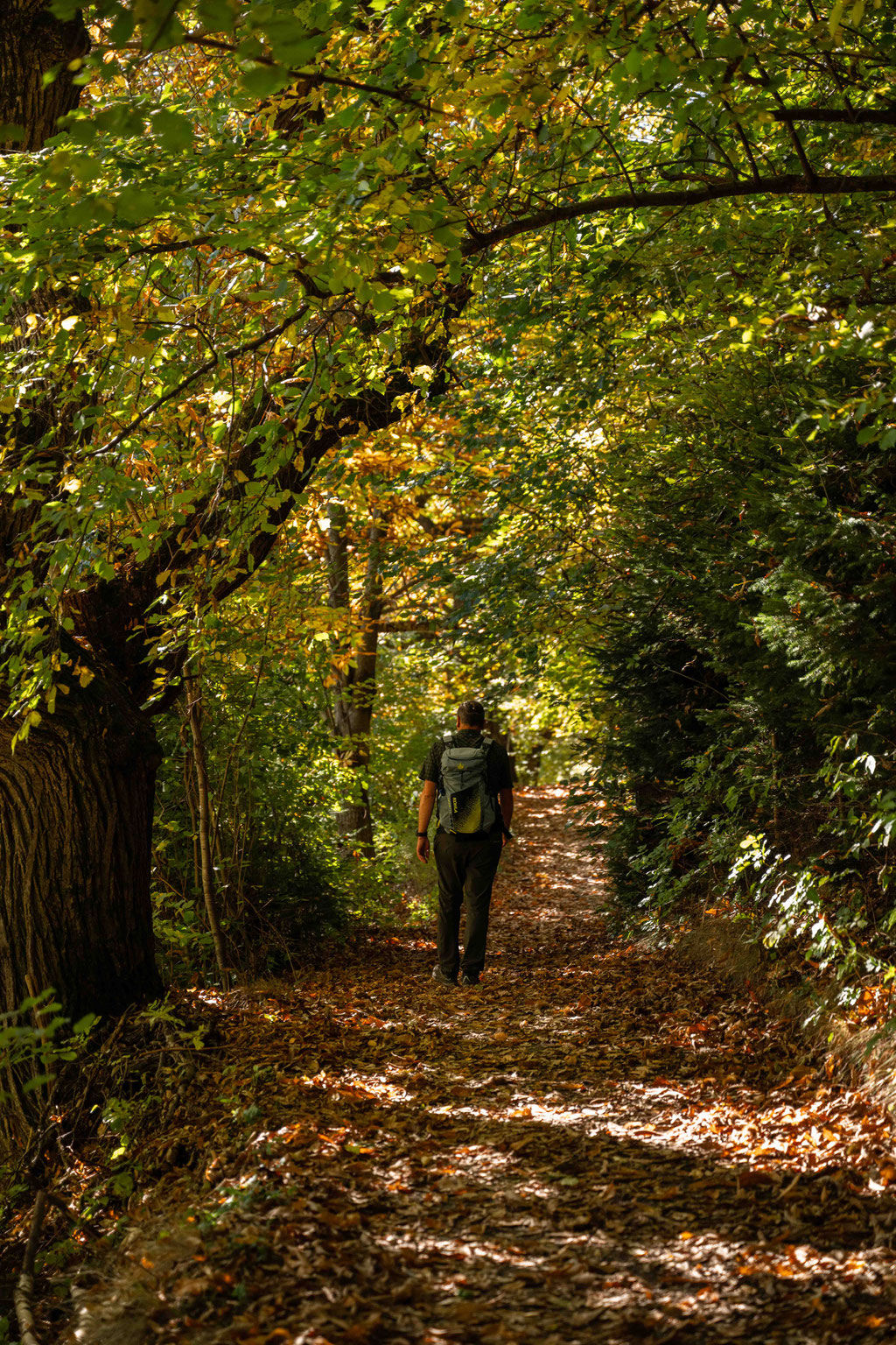 Panorama & Chestnut Trail Feldthurns – one of the most beautiful autumn hikes in the Eisack Valley, South Tyrol ©Marika Unterladstätter