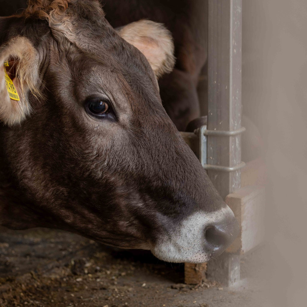 Farm stay – cows at O’Mama family time