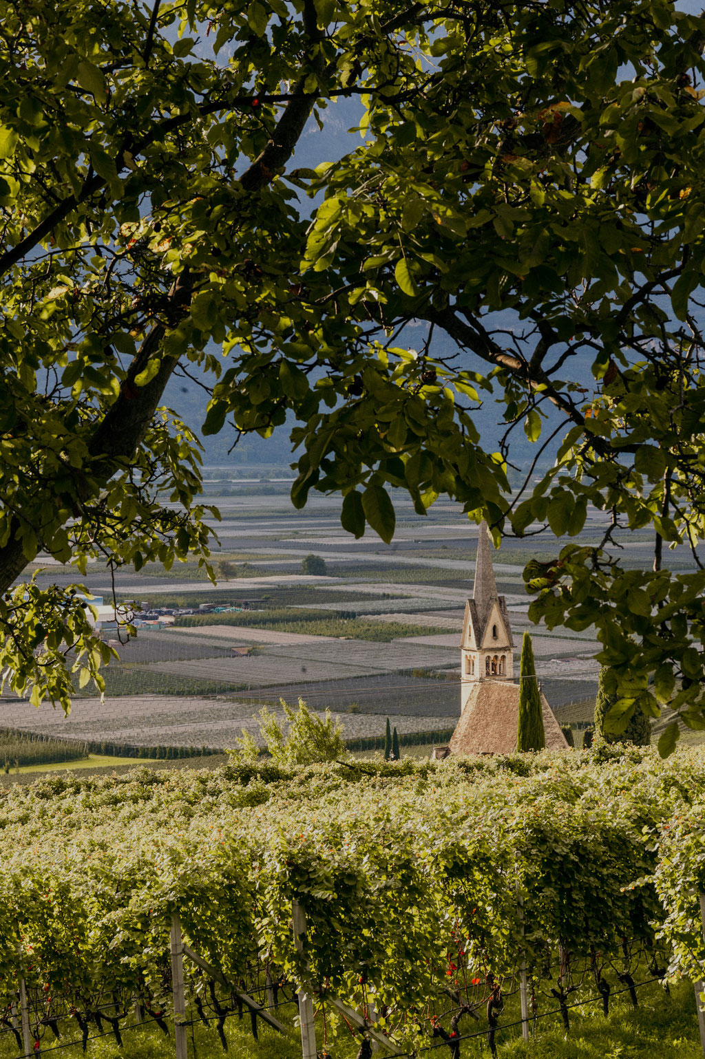 ANSITZ ROMANI - characterful hideaway • Tramin on the South Tyrolean Wine Road - Italy • Member of Mountain Hideaways ©Marika Unterladstätter