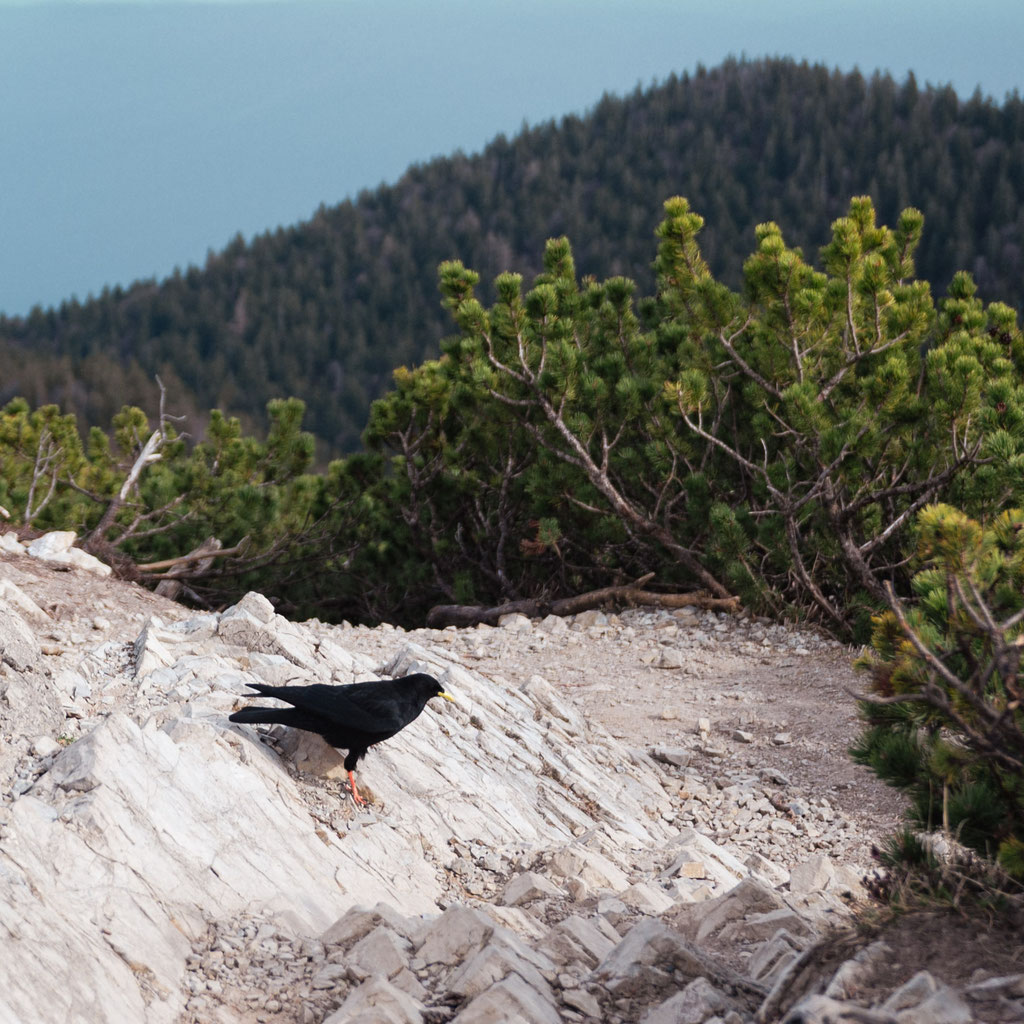 HERZOGSTAND • einfache Wanderung auf den beliebten Aussichtsberg am Walchensee in Bayern  ©Marika Unterladstätter