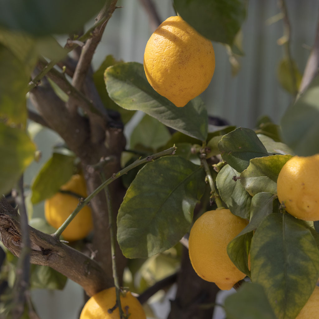 Ripe lemons on a sunny tree in the garden of the Apfelhotel, surrounded by green leaves and a Mediterranean atmosphere.