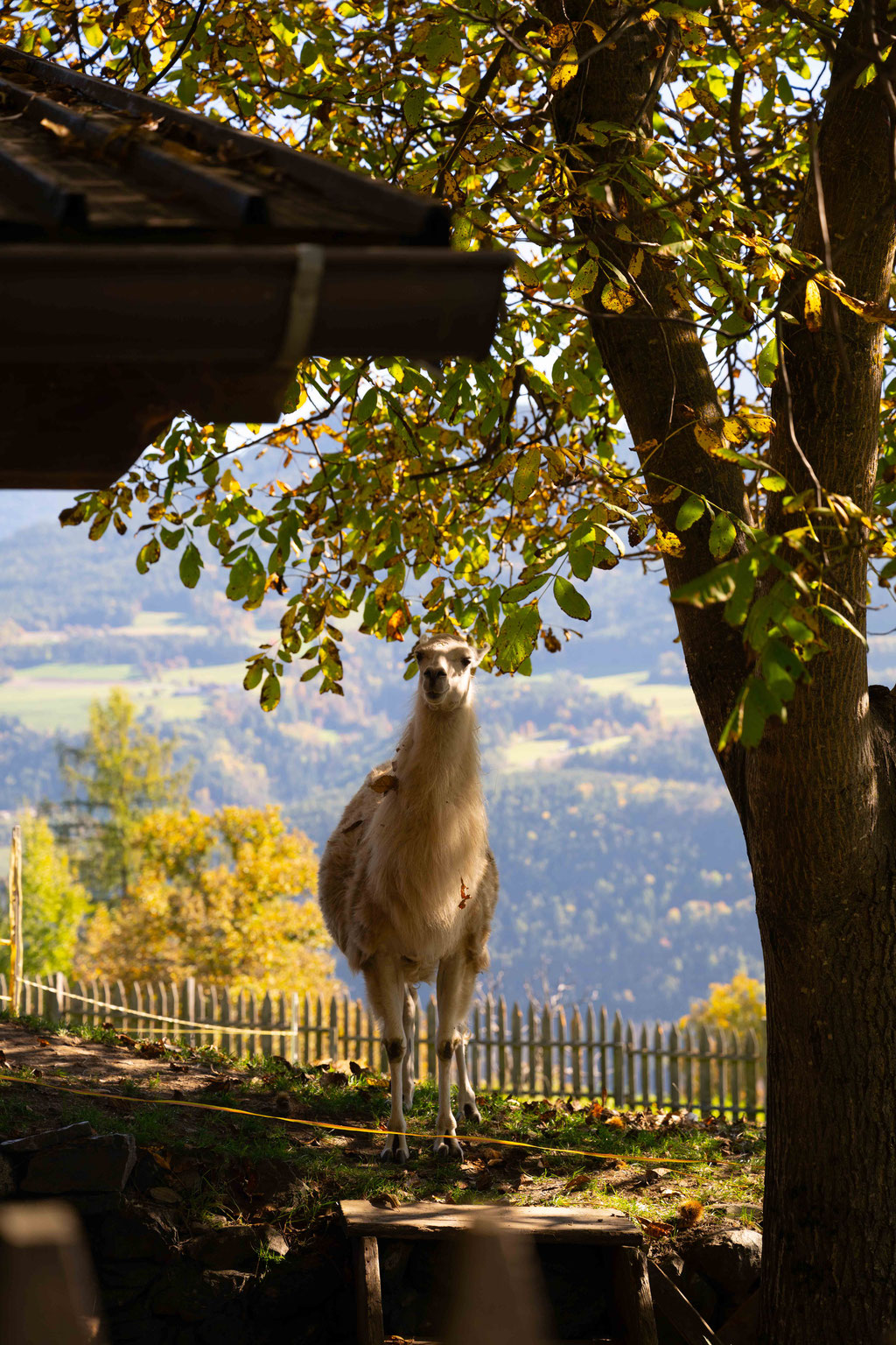 Panoramaweg & Keschtnweg Feldthurns – eine der schönsten Herbstwanderungen im Eisacktal, Südtirol ©Marika Unterladstätter