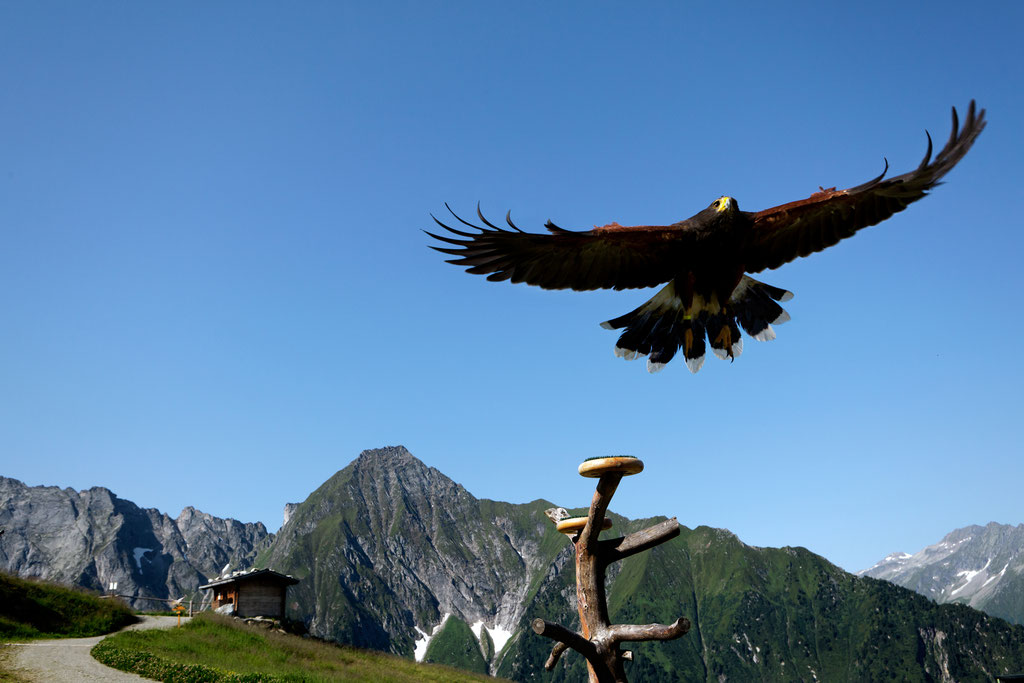 Adlerbühne Ahorn ©Mayrhofner Bergbahnen