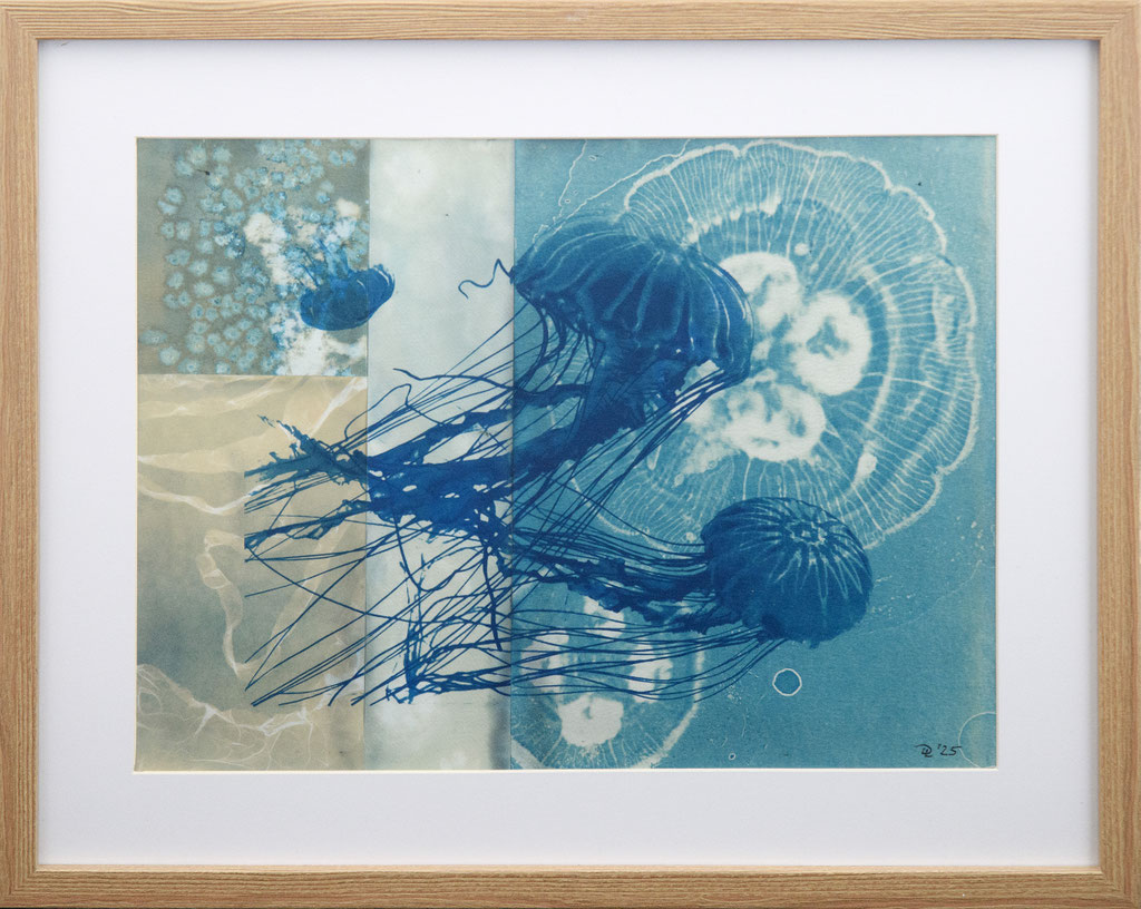 Jellyfish; 2025; Cyanotypie auf Aquarellpapier; 50/40 cm inkl. Rahmen