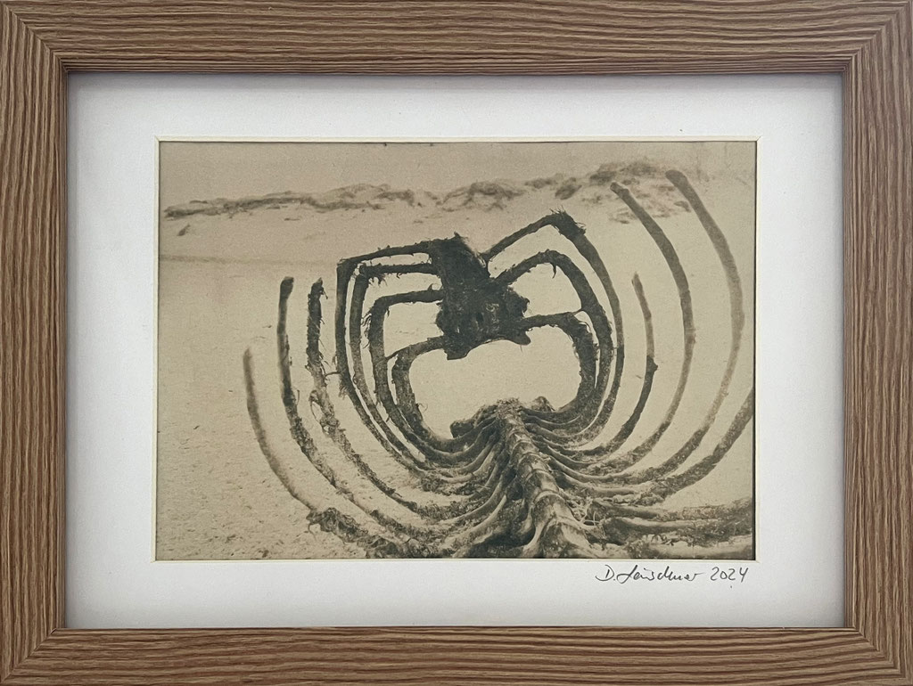 emty body; 2025; Cyanotypie auf Aquarellpapier; 26/20 cm inkl. Rahmen