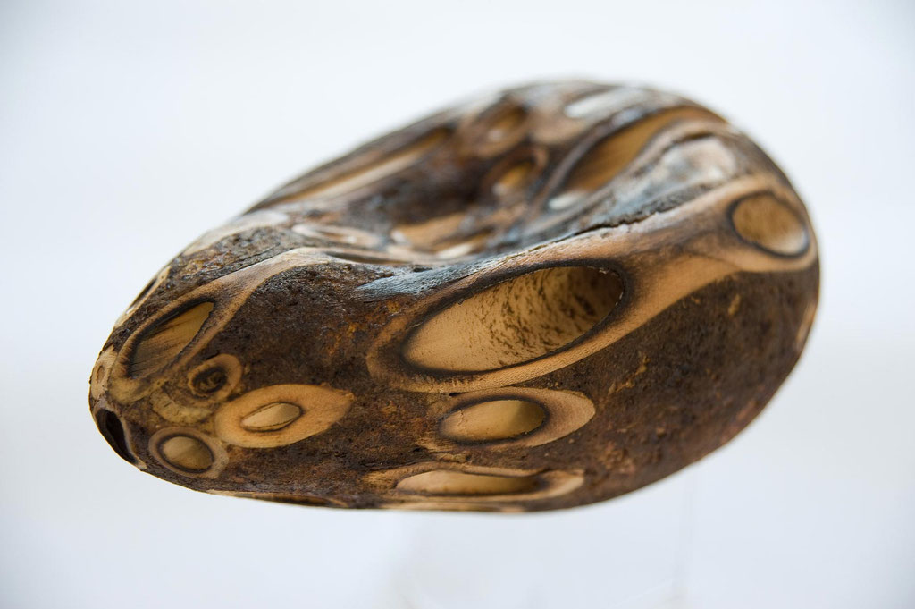 Genesis 18 - gutta cum depressus;  2015; Bambus, Klebemasse; 10/17/12 cm