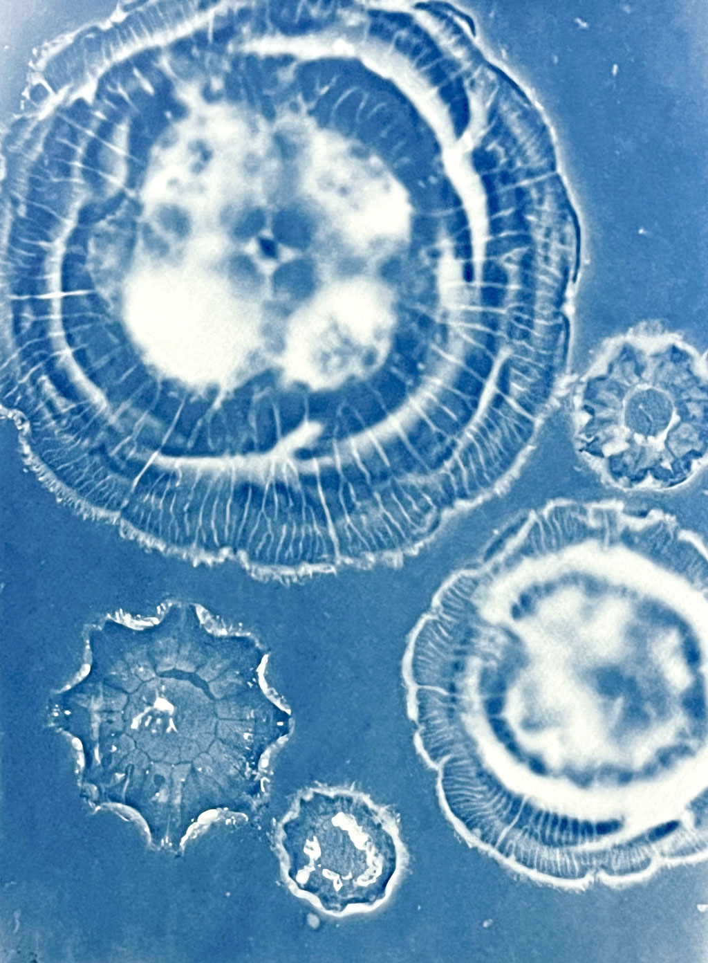 Artforms of nature; 2022; Cyanotypie auf Aquarellpapier; 30/40 cm inkl. Rahmen