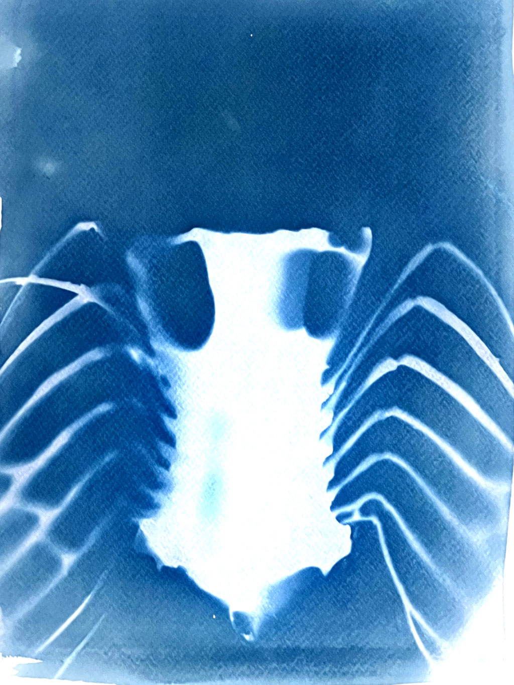inside me; 2022; Cyanotypie auf Aquarellpapier; 50/40 cm inkl. Rahmen