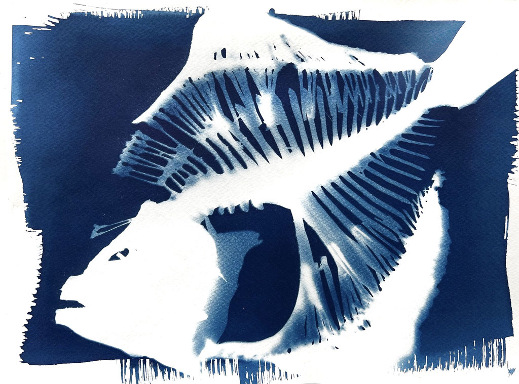Scholle; 2022; Cyanotypie auf Aquarellpapier; 30/40 cm inkl. Rahmen