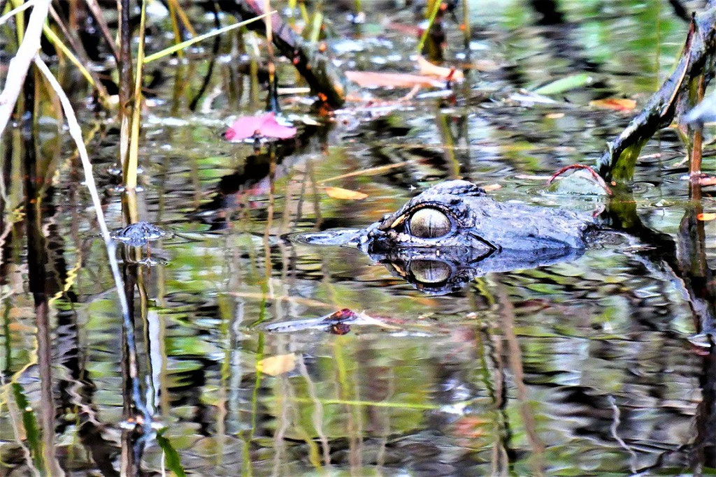 Okefenokee Swamp