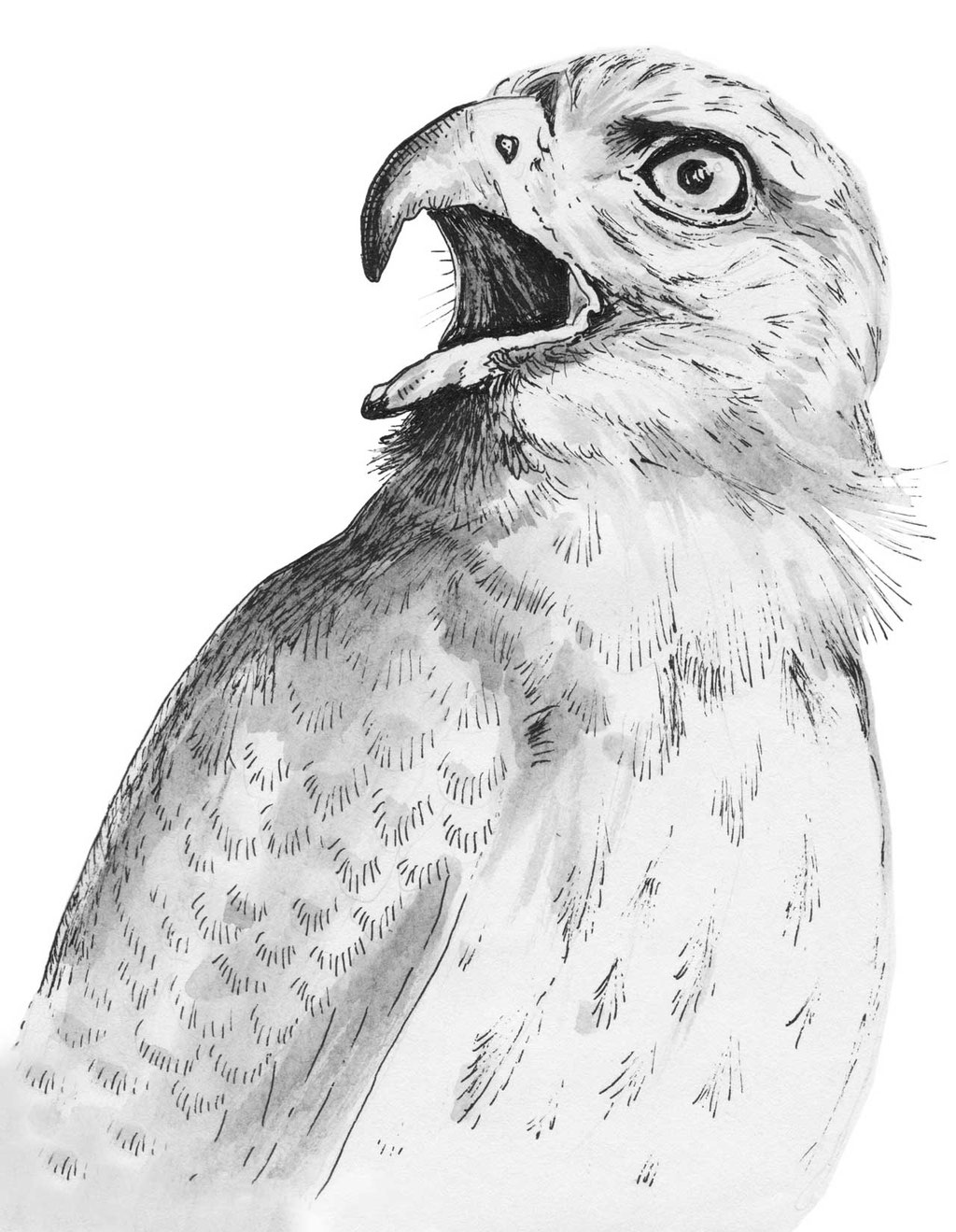 Illustration | Bedrohte Tiere - Pestizide Greifvögel Schwarzwald