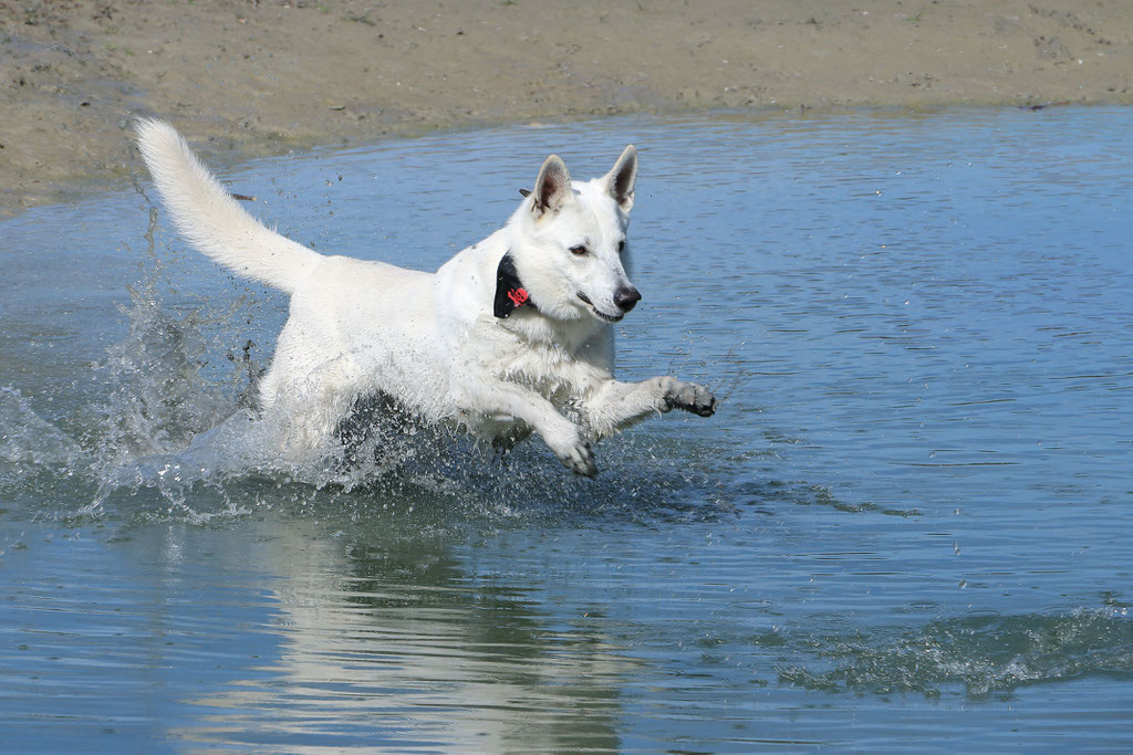 Finnely Of The White Heaven Weisse Schaferhunde Weisser Schaferhund Welpe Of The White Heaven