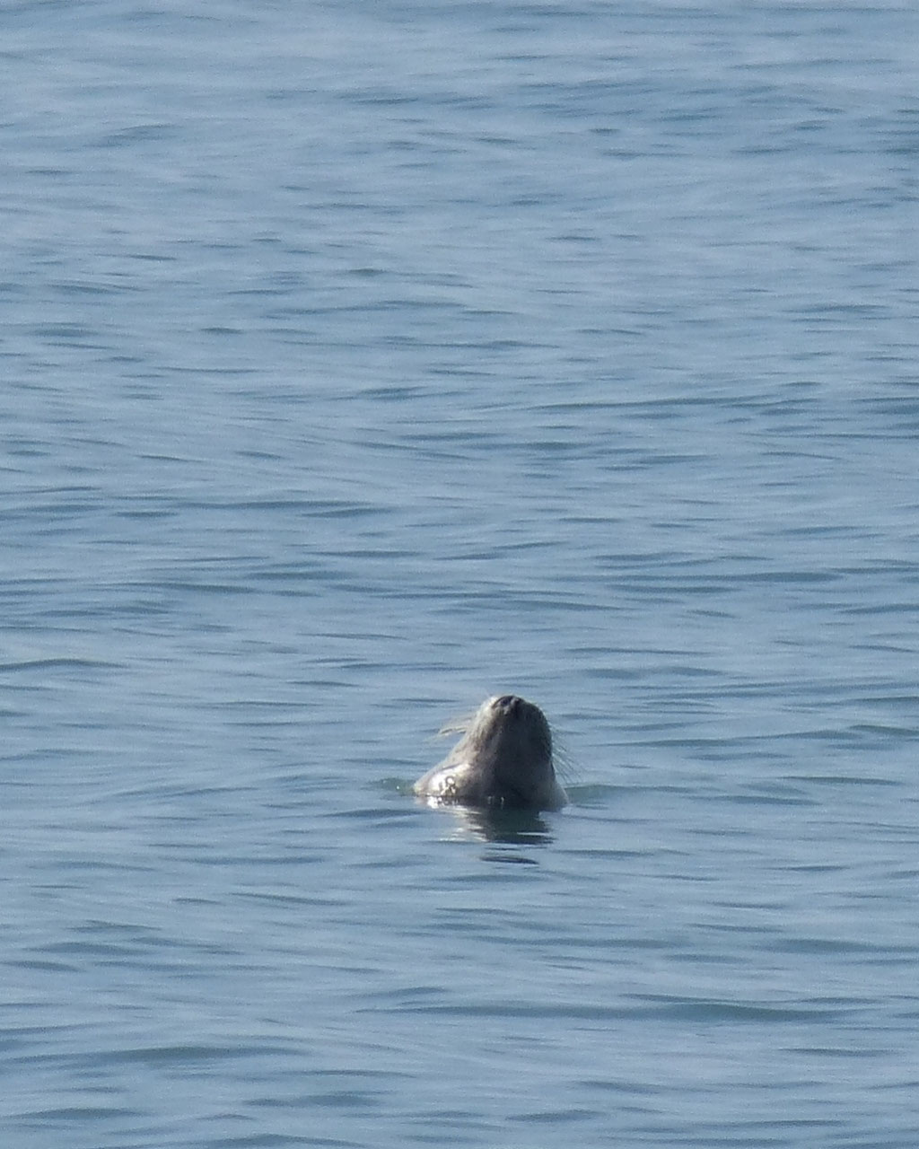 Kegelrobben in der Bretagne beobachten, Strand von Mesperleuc, Plouhinec
